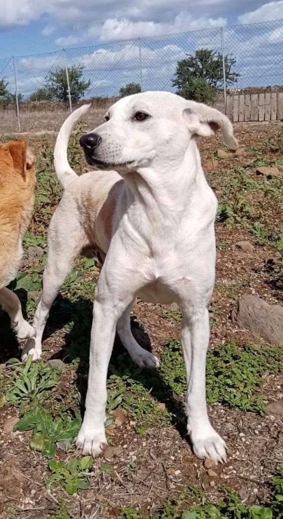 Si chiama Patrik ,ha circa 11 mesi, taglia medio piccola , è di una dolcezza disarmante,arriva da una situazione indescrivibile in cui veniva detenuto a catena e senza possibilità di movimento per tutto il giorno. Patrik va d'accordo con maschi e femmine, ed è compatibile con ogni situazione famigliare in cui vi siano anche altri animali. Si trova in Sardegna ma è adottabile anche al nord italia. Se siete interessati alla sua adozione potete chiamare I seguenti numeri: 3484968439 se abitate al nord italia; Per chi abita in Sardegna contattare il 3939515573. È richiesto un contributo forfettario minimo per spese sanitarie e viaggio in favore del nostro ente. Da compilare il modulo di preadozione online sul sito www zampesarde.it. Non lasciamolo crescere in canile.